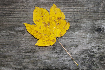 Autumn leaf on a wood floor