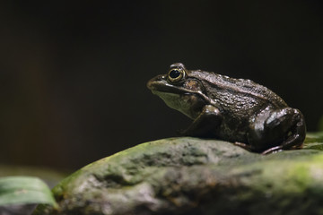 Japanese brown frog