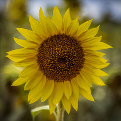 Isolated close up view of sunflower with out of focus background