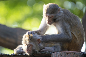 Social grooming of rhesus macaques.