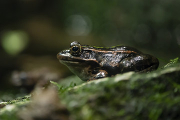 Tokyo daruma pond frog