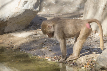 Baboon is looking for food