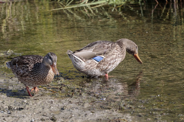 Wild duck in Pickhandle lake near haines Junction in Yukon Canada