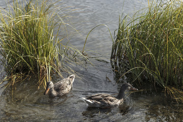 Wild duck in Pickhandle lake near haines Junction in Yukon Canada