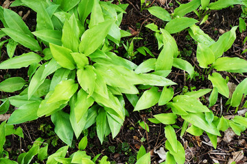 wild garlic plants