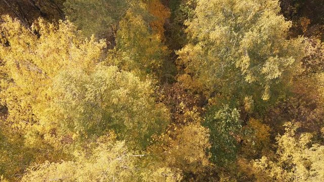 Drone flight over the golden-yellow foliage of mixed forest; rest and recreation area in center of Chelyabinsk; birch, pine, oak, maple - green lungs of city; camera rising up to the crones on horizon