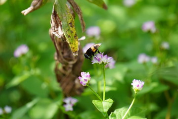 オオハナアブとミゾソバ