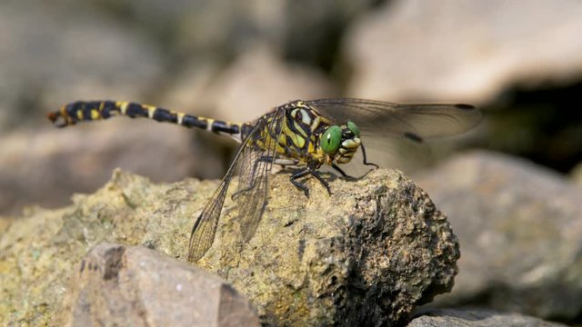 Small pincertail (Onychogomphus forcipatus) perching on rock