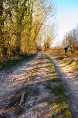 A small Country road in the Flemish Country side in Belgium on a clear winter evening.