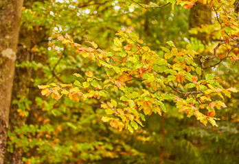 background texture of yellow leaves