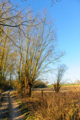 A small Country road in the Flemish Country side in Belgium on a clear winter evening.
