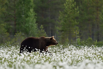 brown bear in summer scenery