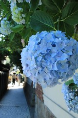 紫陽花の咲く径