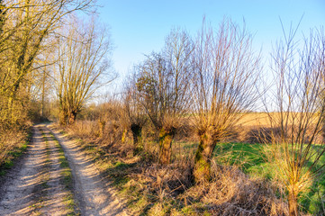 A small Country road in the Flemish Country side in Belgium on a clear winter evening.