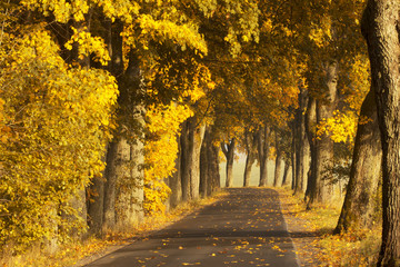 Beautiful, colorful autumn road. Pomerania, Poland 