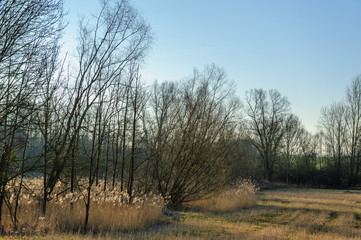 A tree-lined landscape in the Flemish Aredennes on a sunny winter afternoon.