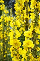 mullein plant with yellow flowers