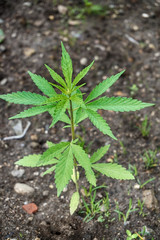 green marijuana plant