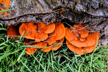 Orange mushroom growth on wood, Pycnoporus cinnabarinus, also known as the cinnabar polypore © Beach boy 2024