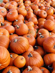 Huge pile of round, bright orange pumpkins for Halloween and Thanksgiving holidays.