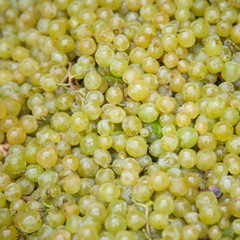 Isolated, close up view of harvested wine grapes