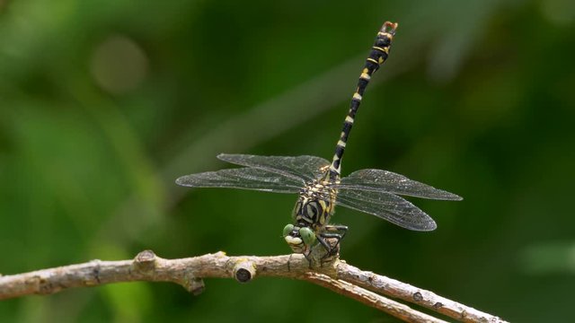 Small pincertail (Onychogomphus forcipatus) sunbathing
