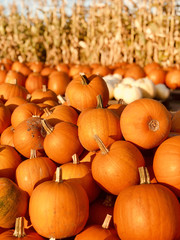 Huge pile of round, bright orange pumpkins for Halloween and Thanksgiving holidays.