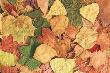 Beautiful colorful autumn leaves background 