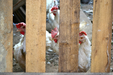 white chicken with red crest in the chicken coop  © tigrakoshka