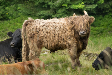 Highland cattle in the natu. Bohemian Forest. Czech Republic.