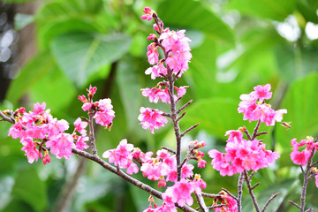 避寒桜　冬の沖縄　風景