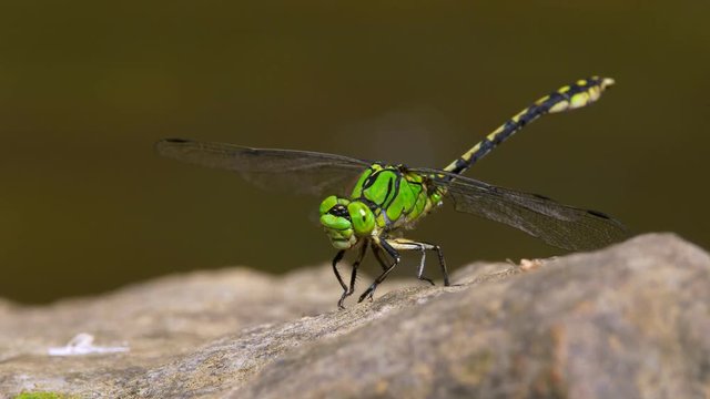 Green snaketail (Ophiogomphus cecilia) perching on rock