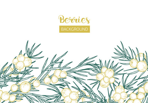Elegant background with juniper sprigs and berries hand drawn with contour lines on white background