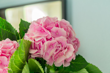 beautiful blooming pink hydrangea flowers in room interior