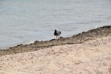 Ptaki i mewy nad woda i wybrzezu © Iwona