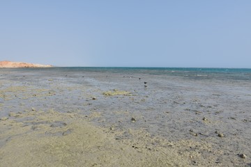 Ptaki i mewy nad woda i wybrzezu © Iwona