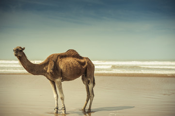 Camel on the beach at Essaouira, Morocco