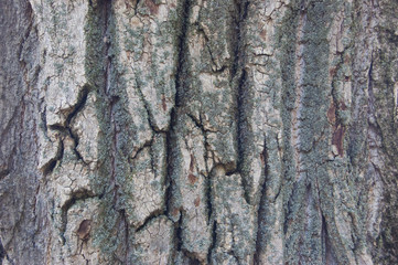 the bark of an old tree