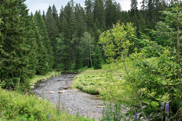 Vltava river in Bohemian Forest. Czech Republic.