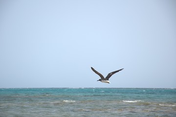 Fototapeta na wymiar Ptaki i mewy nad woda i wybrzezu