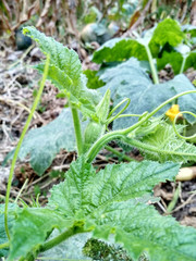 Pumpkin in the garden close up