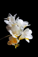 Closeup of white and yellow freesia flowers