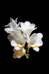 White and yellow freesia flowers isolated on black background
