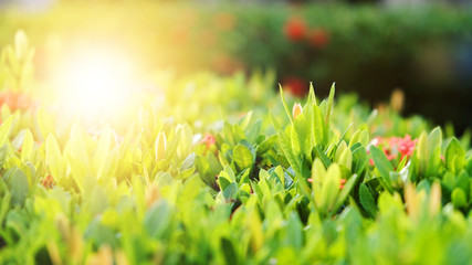 Close Up nature view of green leaf on blurred greenery background using as background and wallpaper.