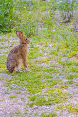 An Audubon's Cottontail in Mackinac Deerland ST. Ignace, Michigan