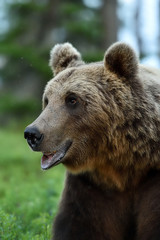 Fototapeta premium brown bear face