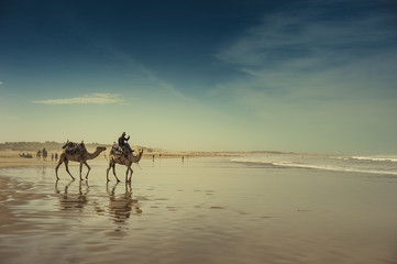 Camels on the beach at Essaouira, Morocco