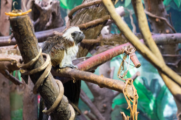 Cotton-top tamarin (Saguinus oedipus) is a small New World monkey