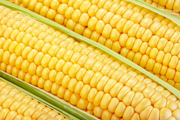 close-up view of fresh corn cobs