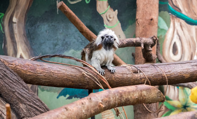 Cotton-top tamarin (Saguinus oedipus) is a small New World monkey at zoo